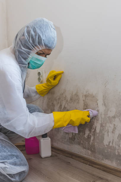 Best Mold Documentation for Insurance Claims  in Cameron, MO