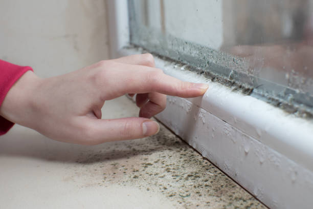 Best Industrial Mold Remediation  in Cameron, MO